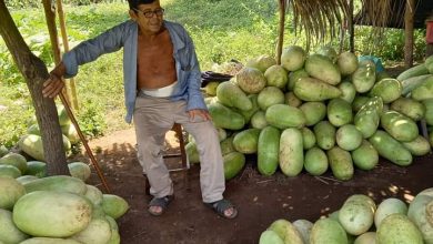 Photo of Agricultor de sandia ya no puede cosechar debido a insuficiencia renal