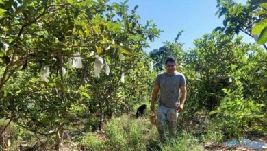 Photo of Guillermo Mejía, el emprendedor que brinda empleo a 80 personas produciendo guayabas, plátanos, cocos, y papayas