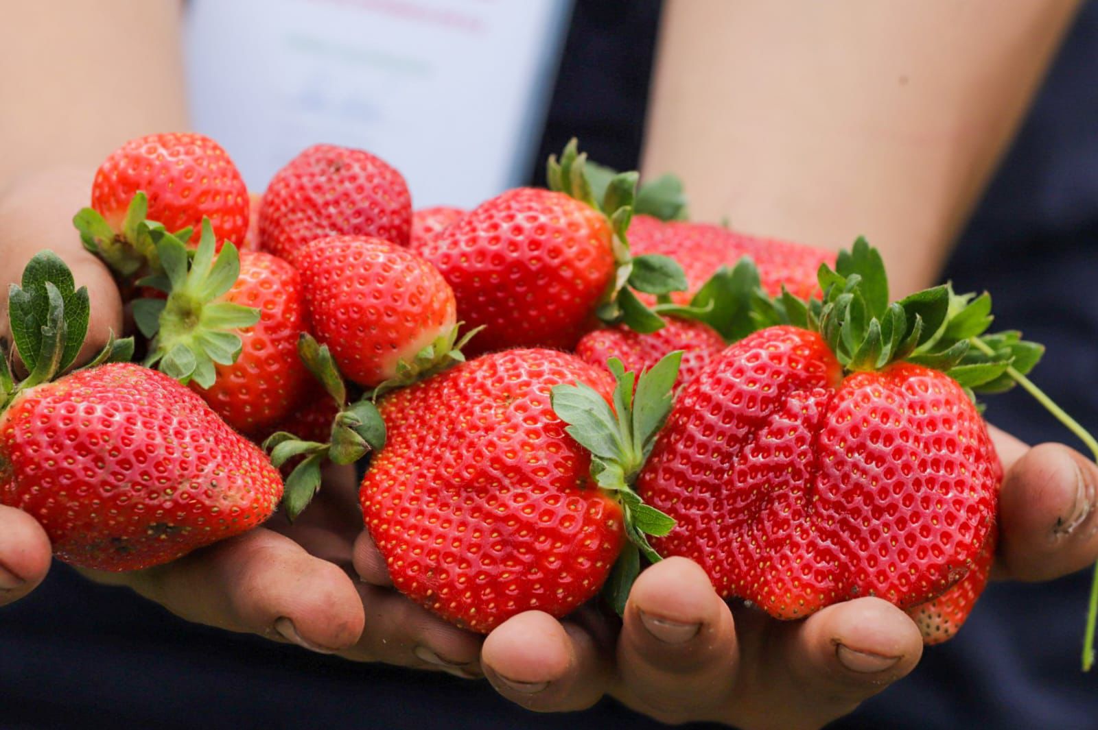 Como Se Dice Fresa En El Salvador univonews.com