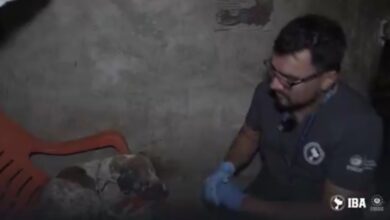 Photo of Polipet captura a mujer por maltrato animal