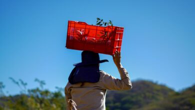 Photo of Acciones continuas de reforestación con árboles para El Salvador