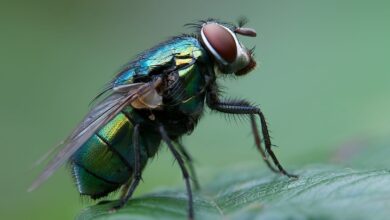 Photo of Moscas en tus plantas: cómo controlarlas sin dañar el ambiente