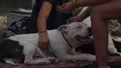 Photo of Crece la alerta por casos de miasis en mascotas y animales de granja en El Salvador