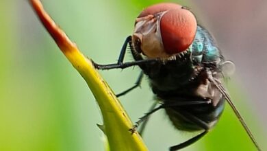 Photo of Conozca las características de la mosca que infesta a los animales de gusano barrenador