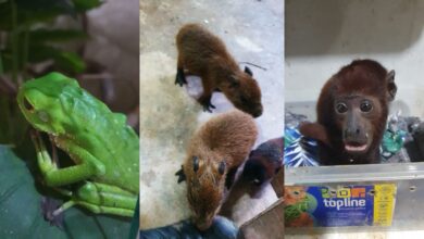 Photo of Tráfico ilegal de fauna silvestre: una victoria por la biodiversidad del Perú