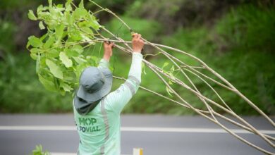 Photo of Lanzan jornada de reforestación en carreteras por el Día Mundial del Medio Ambiente