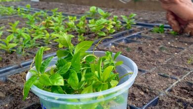 Photo of Cultivos in vitro: una revolución verde que transforma la agricultura