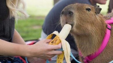Photo of Día de Apreciación del Capibara