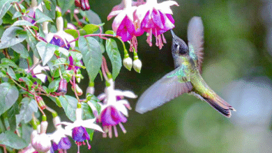 Photo of Casa Colibrí impulsa el turismo de observación de aves en Apaneca