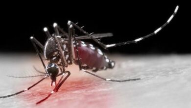Photo of Día Internacional contra el Dengue promueve la prevención y el control del zancudo transmisor