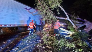 Photo of Respuesta inmediata ante caída de árbol garantiza seguridad vial en Carretera al Delirio