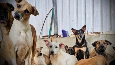 Photo of Refugio en San Miguel invita a donar en el Día del Perro Callejero