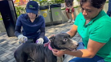 Photo of ¿Por qué tanta alerta? El gusano barrenador sigue amenazando a las mascotas