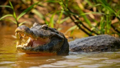 Photo of Hoy se celebra el Día Internacional del Lagarto, símbolo de biodiversidad y conservación