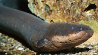 Photo of Descubren nuevas especies de anguilas eléctricas en el Amazonas y el Orinoco