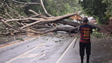 Photo of Tránsito cerrado en desvío de Nueva Guadalupe por árbol caído
