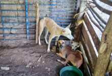 Photo of Morazán Sur realiza campaña de esterilización animal