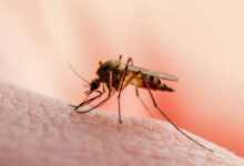 Photo of MINSAL confirma 107 casos de malaria importados tras retorno de salvadoreños del Congo