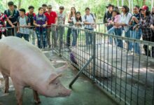 Photo of UNIVO impulsa el desarrollo rural desde la Facultad de Ciencias Agropecuarias