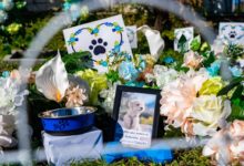 Photo of San Salvador inaugura cementerio municipal para mascotas