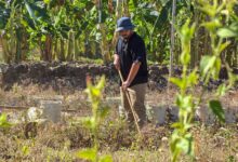 Photo of Adecuan invernadero en Comacarán para impulsar vivero forestal de especies nativas