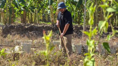 Photo of Adecuan invernadero en Comacarán para impulsar vivero forestal de especies nativas