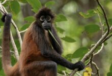 Photo of Los monos, un símbolo vivo de la riqueza natural de Costa Rica