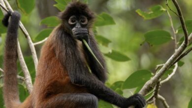 Photo of Los monos, un símbolo vivo de la riqueza natural de Costa Rica