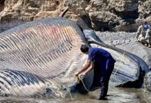 Photo of Atienden varamiento de una ballena de Bryde en la Costa Salvadoreña