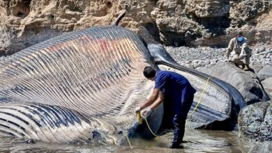 Photo of Atienden varamiento de una ballena de Bryde en la Costa Salvadoreña