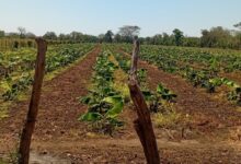 Photo of Producción nacional de plátano crece y consolida la seguridad alimentaria