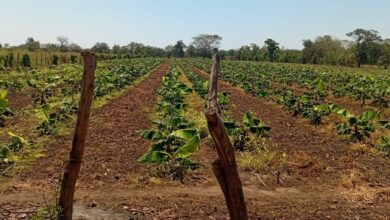 Photo of Producción nacional de plátano crece y consolida la seguridad alimentaria