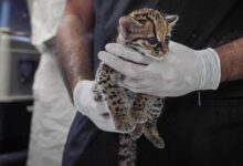Photo of Rescatan trigrillo juvenil en Zaragoza y confirman que se encuentra en buen estado de salud