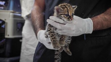 Photo of Rescatan trigrillo juvenil en Zaragoza y confirman que se encuentra en buen estado de salud