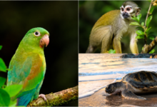 Photo of Día Internacional de la Diversidad Biológica