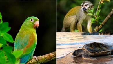 Photo of Día Internacional de la Diversidad Biológica