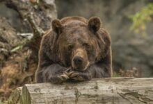 Photo of Japón sacrificó más de 14 mil osos tras ola de ataques mortales
