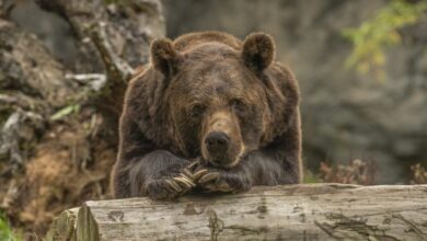 Photo of Japón sacrificó más de 14 mil osos tras ola de ataques mortales