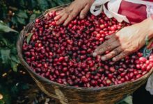 Photo of El café salvadoreño fortalece su presencia en los mercados internacionales