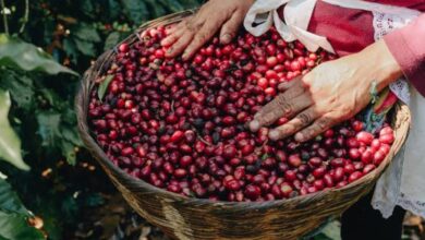 Photo of El café salvadoreño fortalece su presencia en los mercados internacionales
