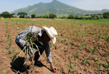 Photo of El Niño pone en alerta al sector alimentario