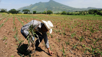 Photo of El Niño pone en alerta al sector alimentario