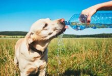 Photo of ¿Cómo proteger a las mascotas durante los días de calor?
