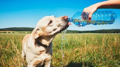 Photo of ¿Cómo proteger a las mascotas durante los días de calor?