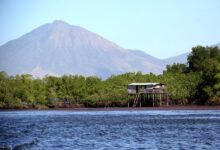 Photo of Bahía de Jiquilisco se incorpora a red hemisférica de sitios clave para aves playeras